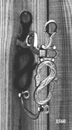 Rattle Snake Silver Inlay Bit - Black